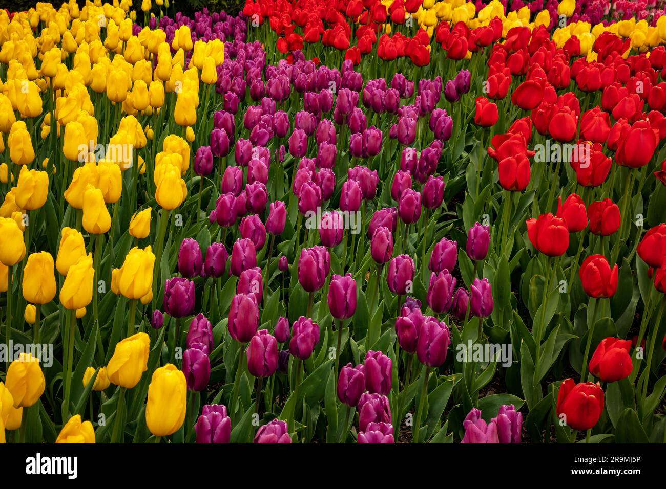 WA23438-00...WASHINGTON - Una colorata esposizione di tulipani in giardino presso la RoozenGaarde Tulip and Bulb Farm situata nella Skagit Valley. Foto Stock