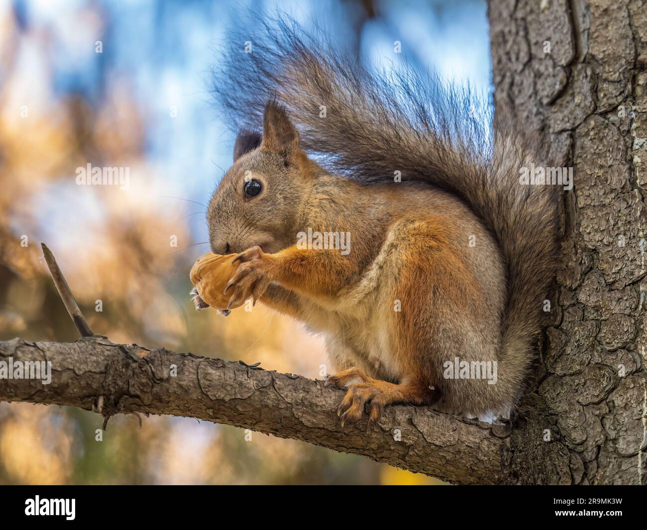 Cuscino Riscaldante Collo E Spalle Scoiattolo Rosso O Europeo