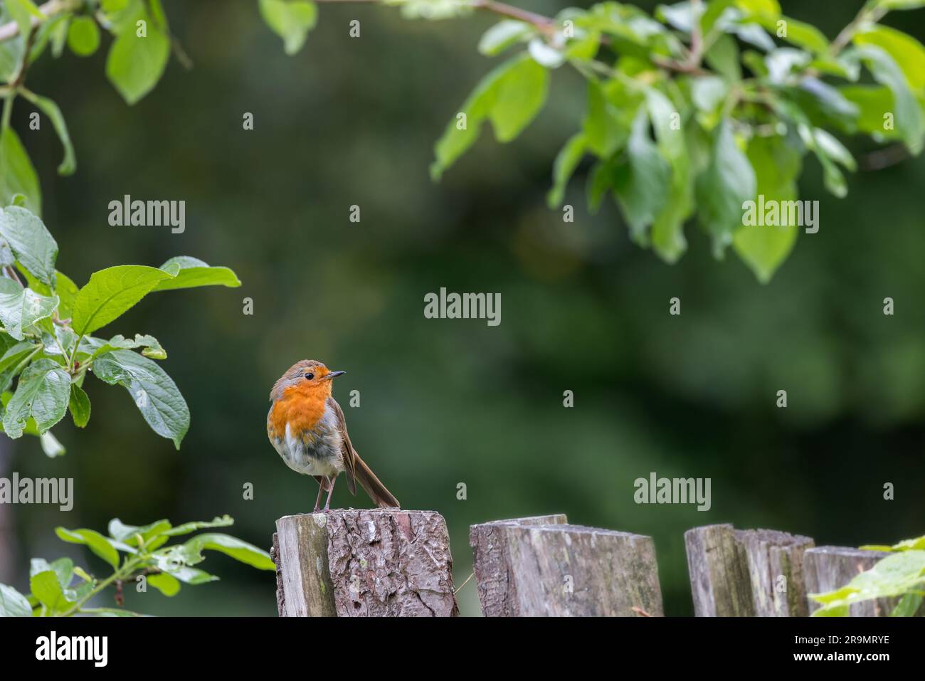 Robin europeo [ erithacus rubecula ] su recinzione rustica incorniciata da fogliame Foto Stock