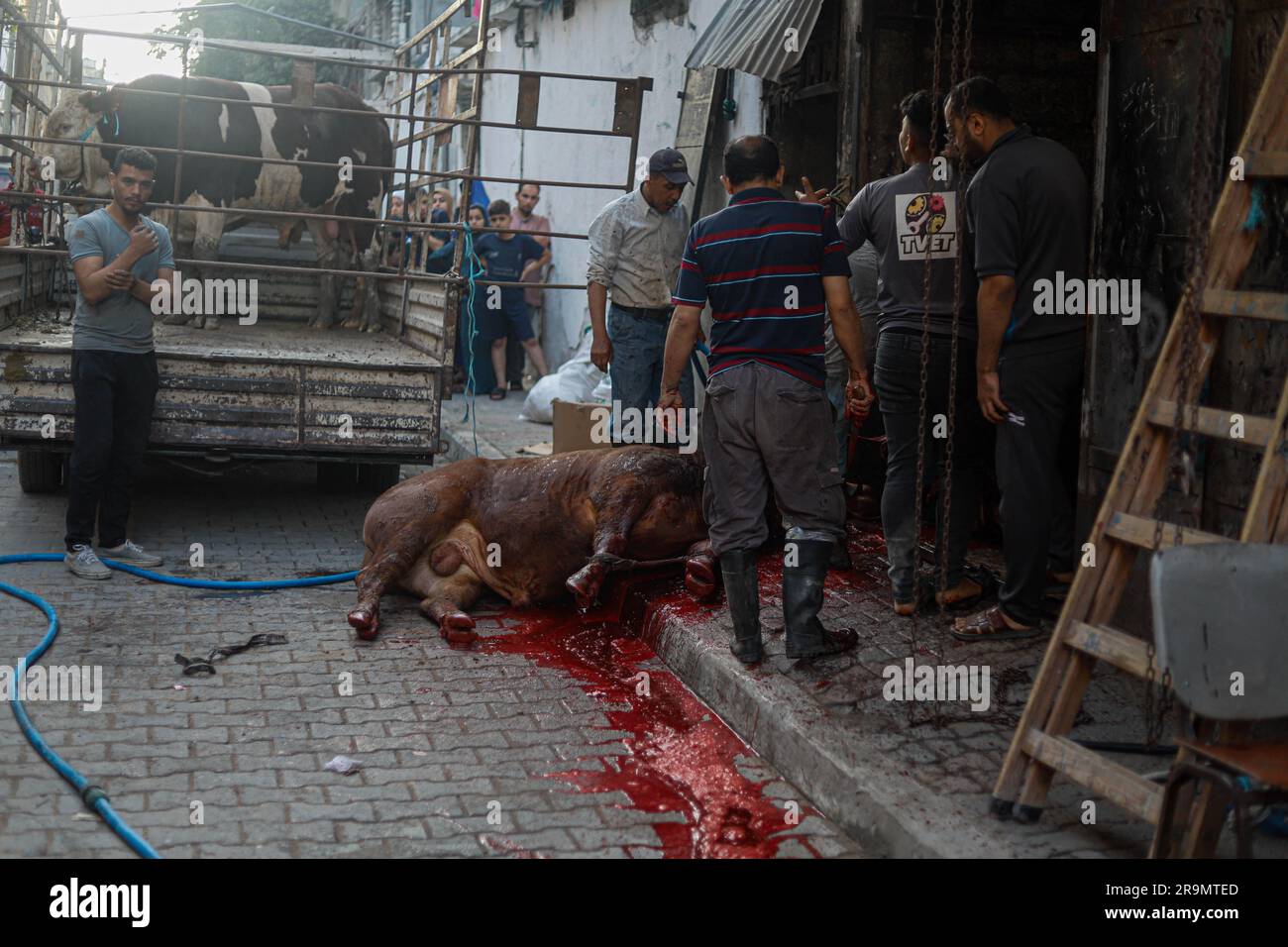 Gaza City, Palestina. 28 giugno 2023. I palestinesi guardano come i macellai massacrano un vitello durante la festa musulmana di Eid al-Adha nella città di Gaza, Striscia di Gaza il 28 giugno 2023. I musulmani di tutto il mondo celebrano Eid al-Adha per celebrare la fine dell'haj abbattendo pecore, capre, mucche e cammelli per commemorare la volontà del Profeta Abramo di sacrificare suo figlio Ismail su ordine di Dio. Foto di Ramez Habboub/ABACAPRESS.COM credito: Abaca Press/Alamy Live News Foto Stock