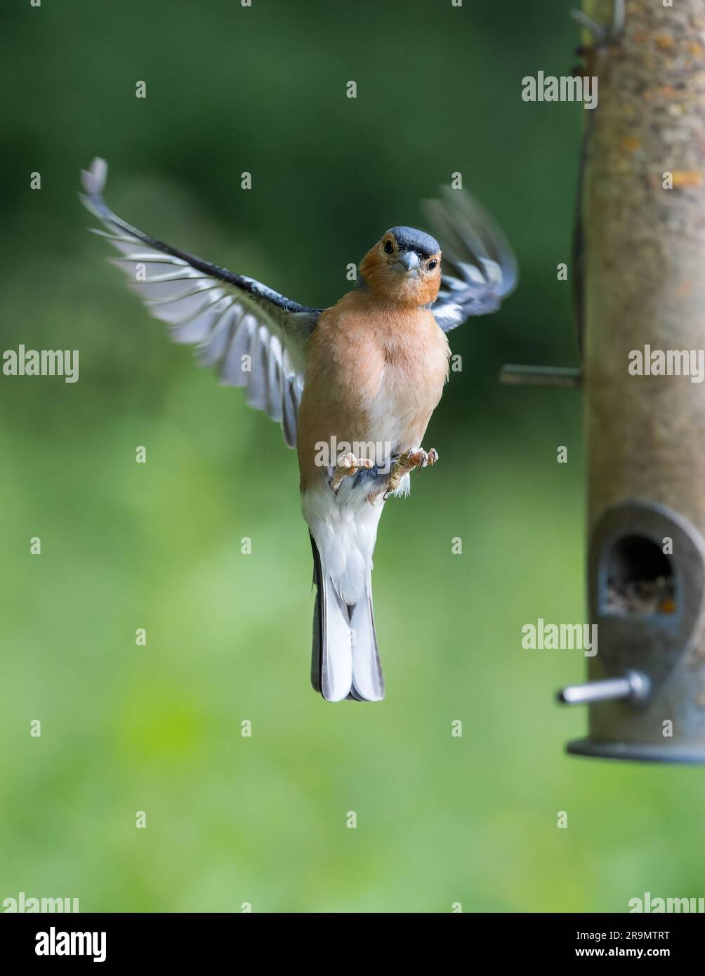 Chaffinch [ Fringilla coelebs ] uccello maschile che vola nel seminatore che mostra lesioni acute alle gambe Foto Stock