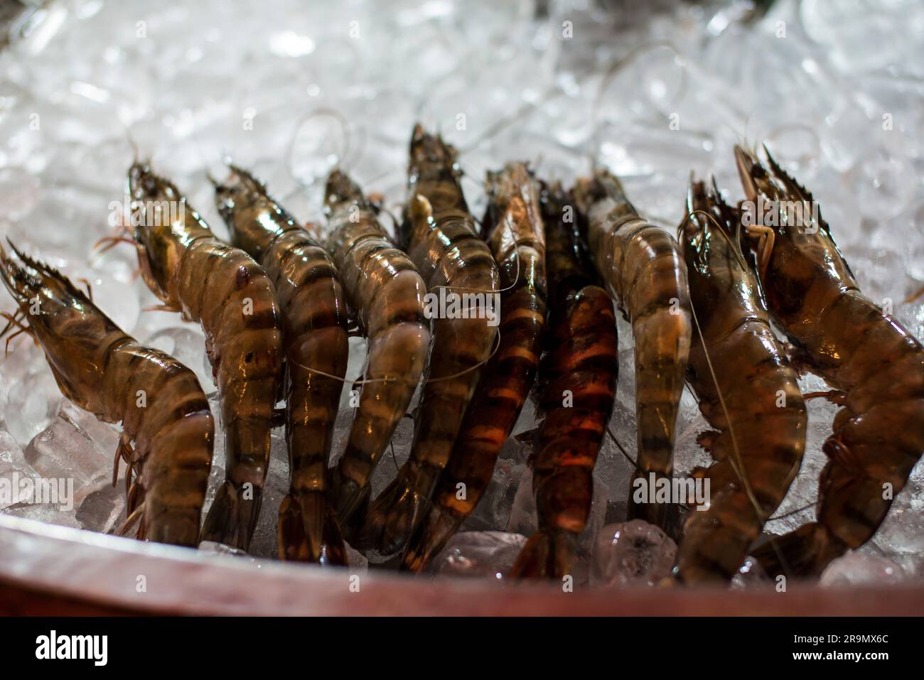 Gamberi tigre su ghiaccio Foto Stock