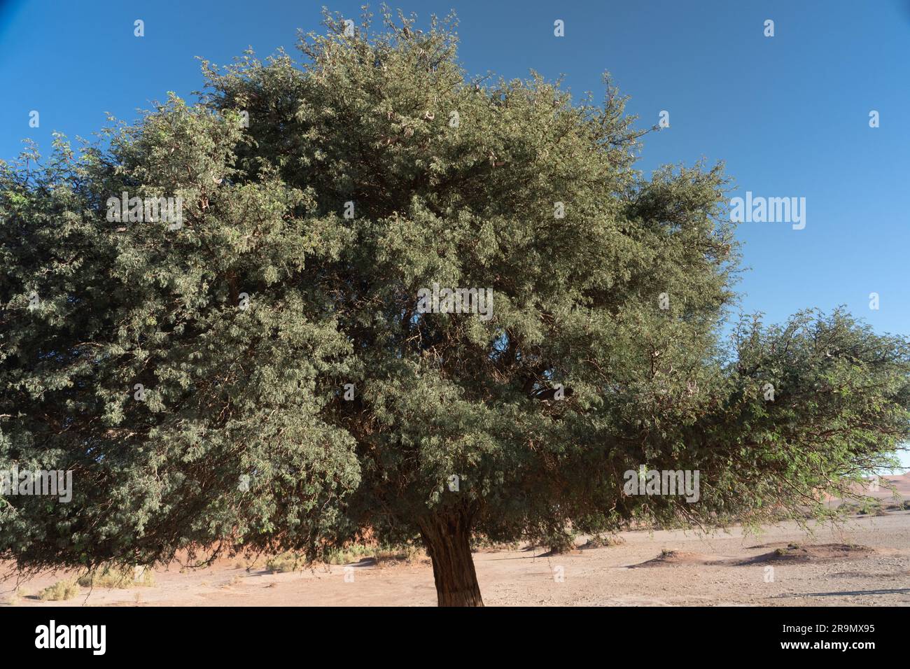 Camel Thorn acacia (acacia erioloba) Namib-Naukluft National Park, Namibia, Sud Africa. Foto Stock