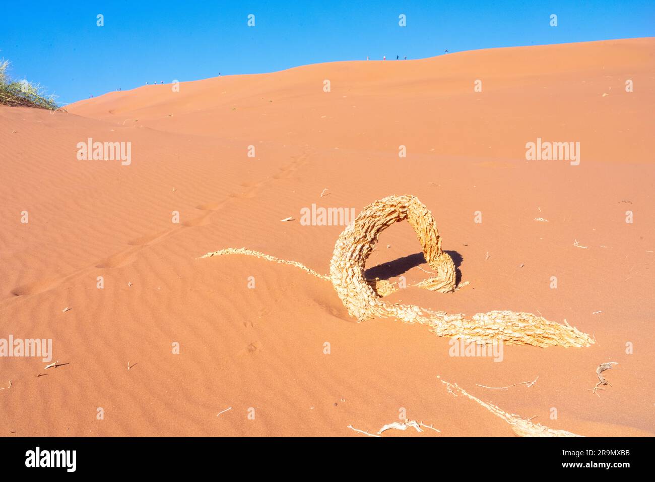 Dead Vlei, con essiccato 900 anno vecchi alberi in piedi in salina circondato da imponenti dune di sabbia rossa. Namib-Naukluft National Park, Namibia. Foto Stock