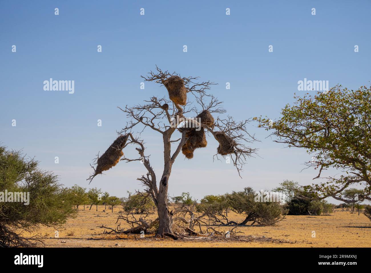 Il tessitore socievole (Philetairus socius) è una specie di uccello della famiglia dei tessitori, endemica dell'Africa meridionale. Si trova in Sudafrica, Namibia, Foto Stock