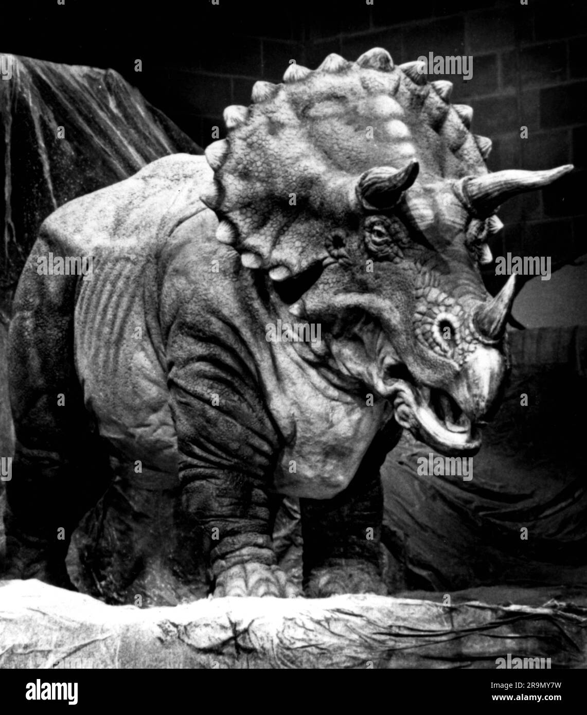 Preistoria, animali, dinosauro, triceratops, 68 - 66 milioni di anni prima dei nostri tempi, ricostruzione, ULTERIORI-DIRITTI-CLEARANCE-INFO-NOT-AVAILABLE Foto Stock