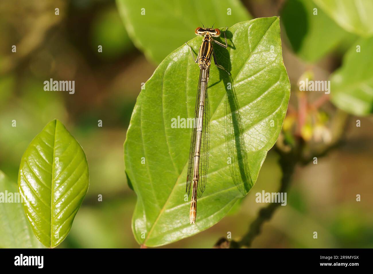 Gamba di piuma blu femminile Foto Stock