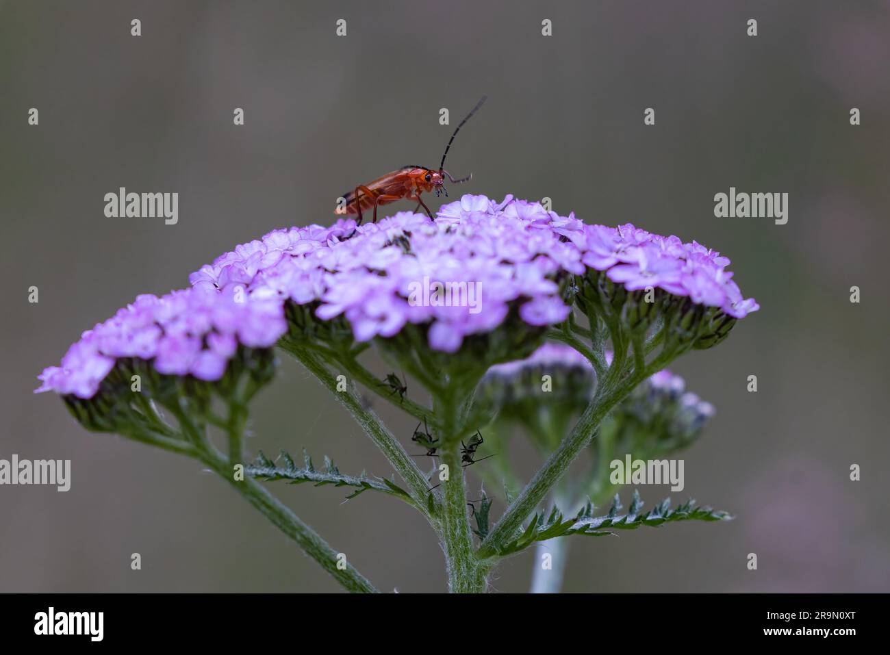 Scarabeo rosso comune [ Rhagonycha fulva ] sulla testa del fiore Foto Stock