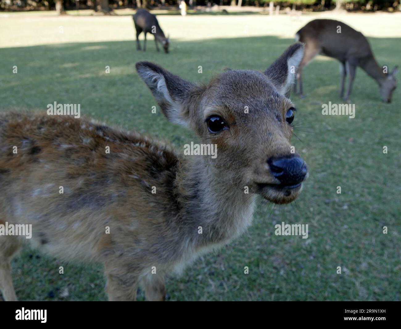 Un giovane cervo sika nel parco di Nara, in Giappone, curioso e che chiede cibo nel parco all'aperto. I turisti spesso nutrono i cervi. Foto Stock