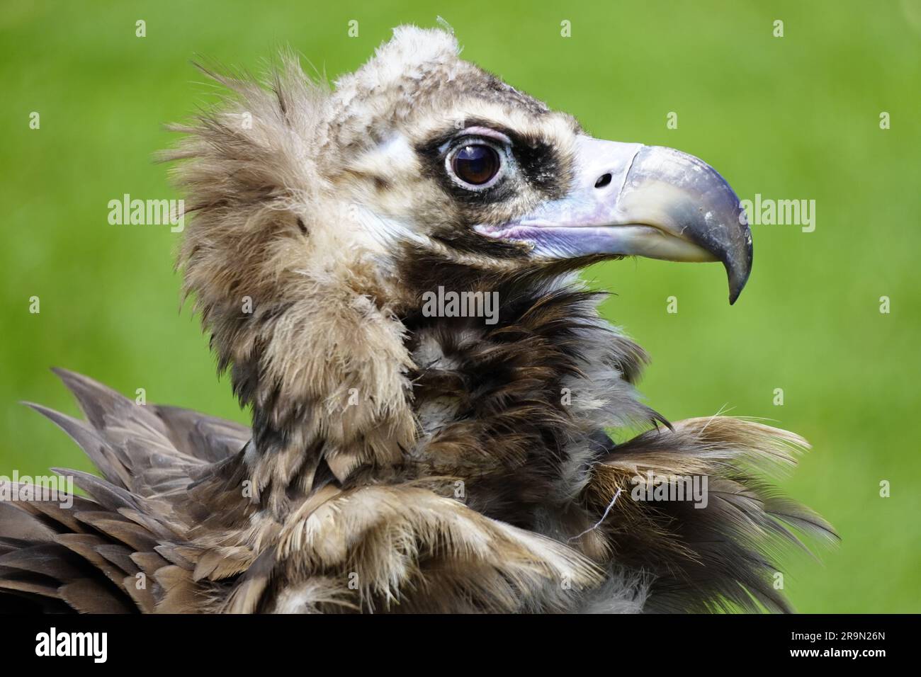 Un primo piano di un becco di un uccello avvoltoio Griffon su uno sfondo verde Foto Stock