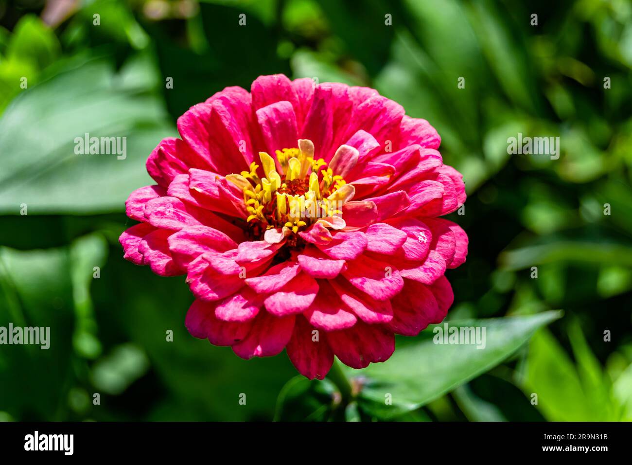 Bellissimo fiore selvatico zinnia elegans su prato di fondo, foto che consiste da fiori selvaggi zinnia elegans a prato di erba, crescita selvatica Foto Stock