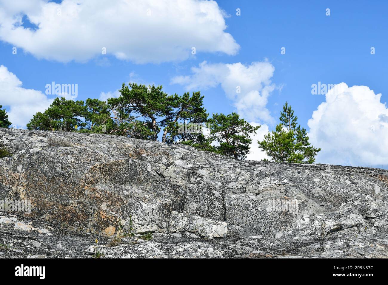 Sfondo naturale robusto Foto Stock