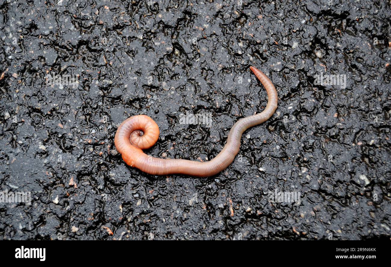 Verme di terra rosse vive esca per la pesca isolato su sfondo scuro, fotografia consistente di gaunt striped terracotta ad asfalto, bellezza naturale da Foto Stock