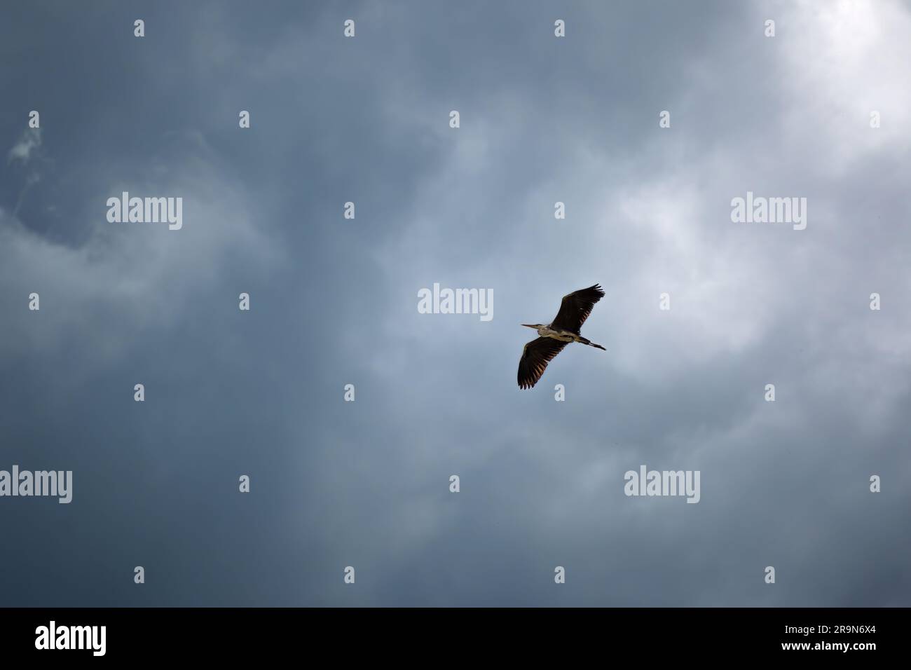 Airone cinerino Foto Stock