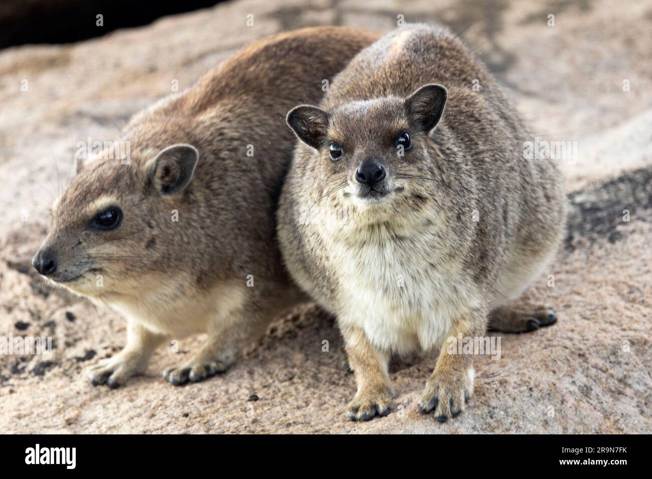 I Bush Hyrax vivono in unità familiari strettamente lavorate. Hanno sentinelle che avviseranno rapidamente i membri se c'è pericolo che si avvicina dal cielo Foto Stock