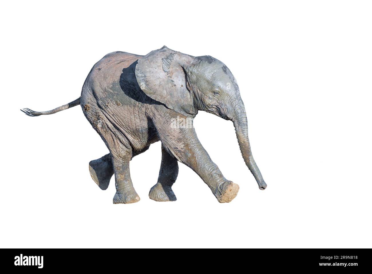 Un elefante africano, Loxodonta africana, che corre. Isolato su bianco Foto Stock