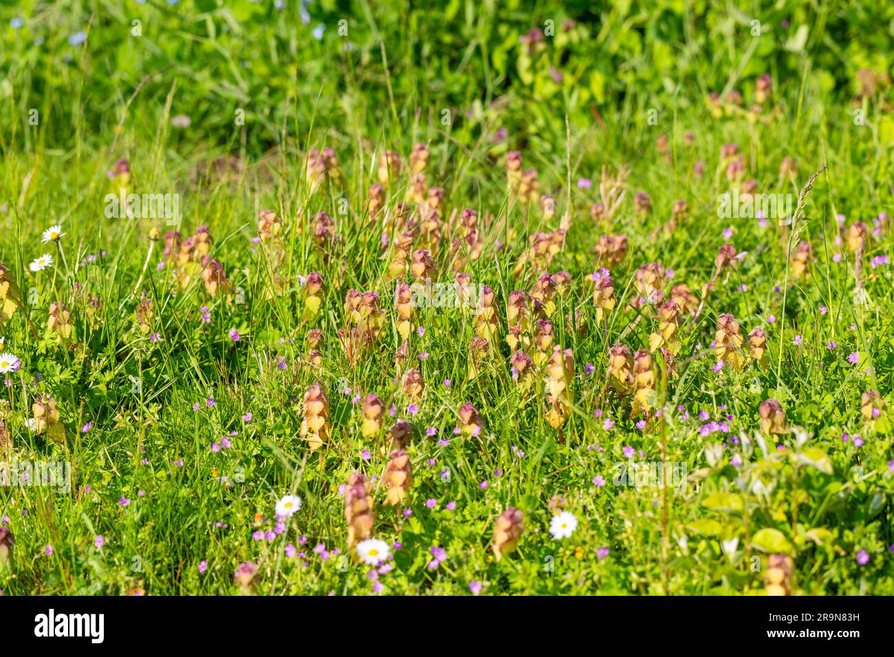 Fiori selvatici che crescono nel prato non tagliato durante No Mow May, Suffolk, Inghilterra, Regno Unito Foto Stock