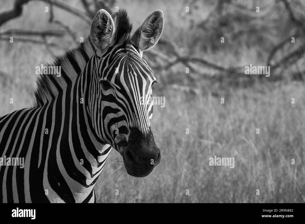 Una zebra solitaria sorge in un campo soleggiato, circondato da un'erba alta. Foto Stock