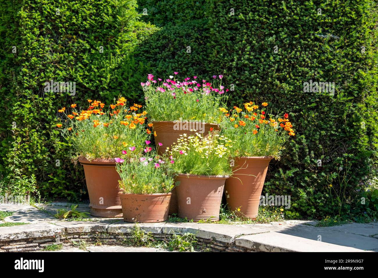 Fiori in pentole di terracotta sui gradini del patio, Regno Unito Foto Stock