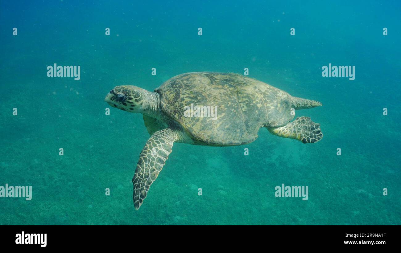 Tartarughe marine maschili di età molto anziana o Bissa (Eretmochelys imbricata) nuotano nella colonna d'acqua blu nelle giornate di sole, Mar Rosso, Safaga, Egitto Foto Stock