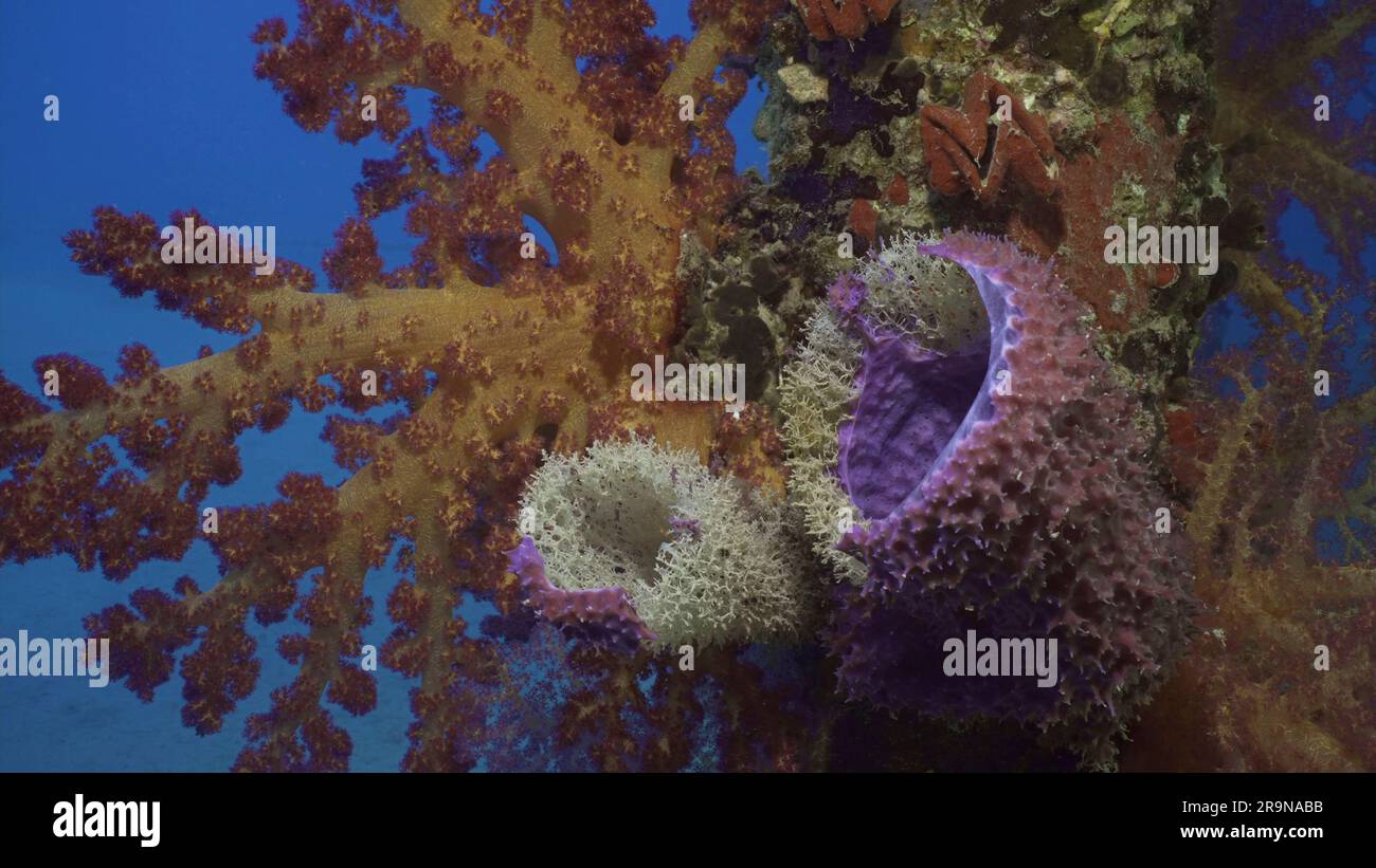 Primo piano della spugna a tubo grande (Haliclona fascigera) e del corallo morbido colorato luminoso Dendronephthya sul molo di supporto, Mar Rosso, Safaga, Egitto Foto Stock