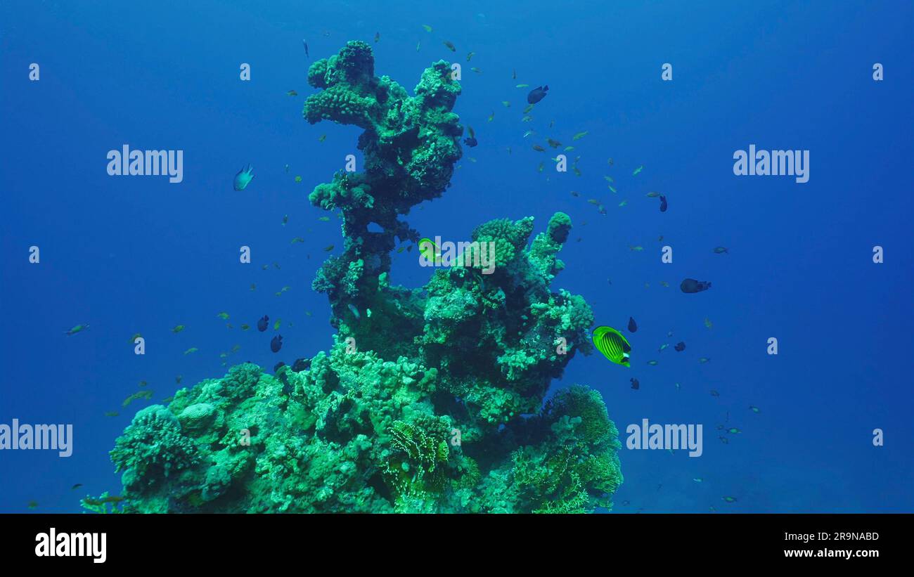 Sagoma di formazione corallina di una forma insolita e bizzarra sul fondo marino, Mar Rosso, Safaga, Egitto Foto Stock