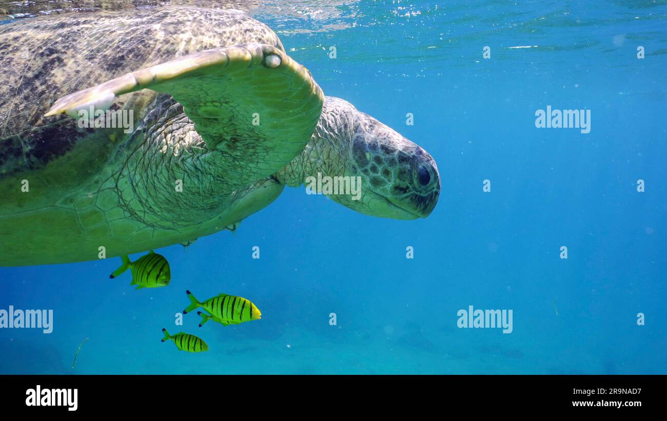 Primo piano della grande tartaruga del Mare Verde (Chelonia mydas) con un gruppo di pesci dorati (Gnathanodon speciosus) che nuotano sotto la superficie delle acque blu, R. Foto Stock