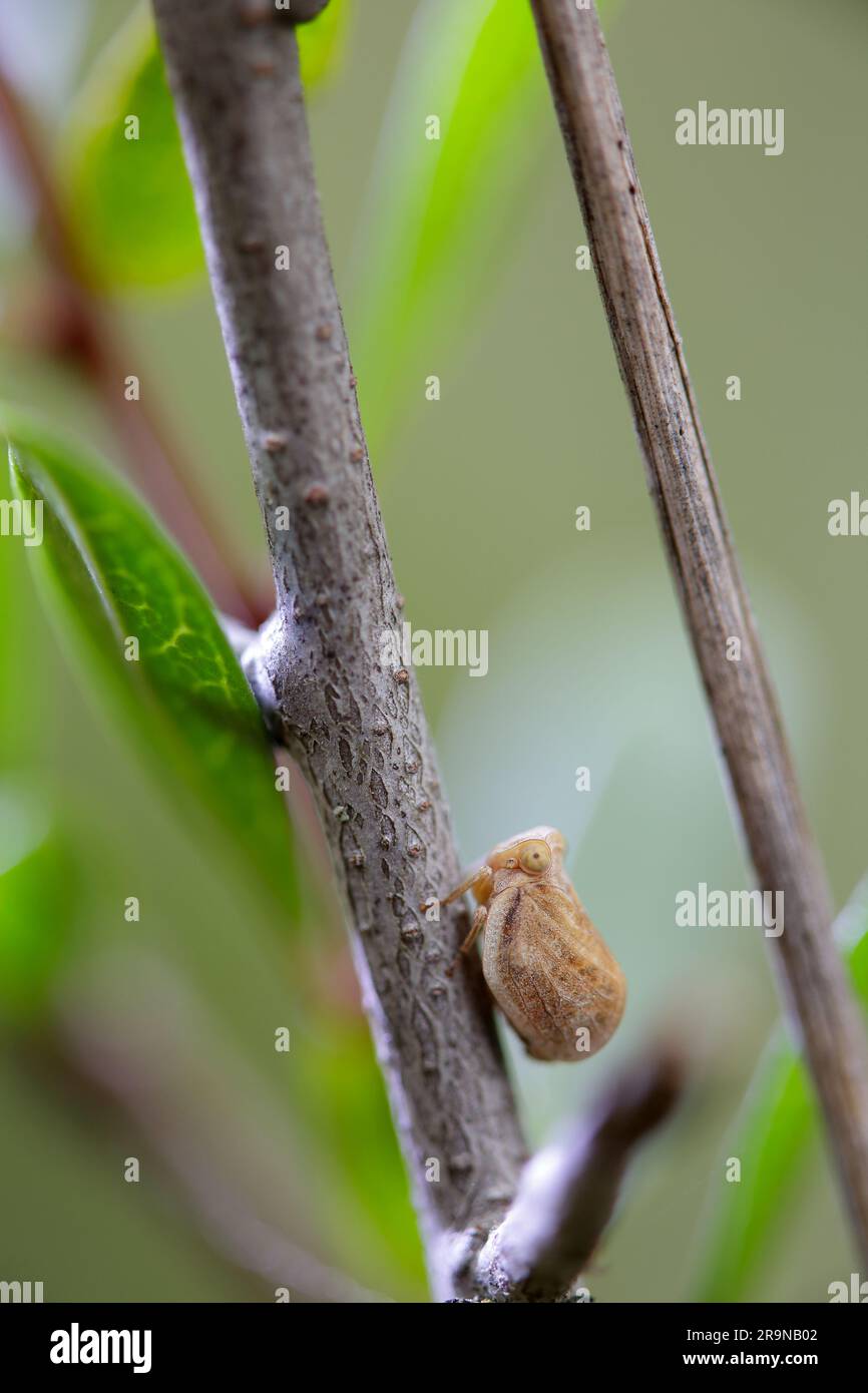 Appartiene alla famiglia Isid, è piccolo ed estremamente veloce. Come altri insetti saltanti, come pulci o cavallette, il tempo di reazione di questi anim Foto Stock