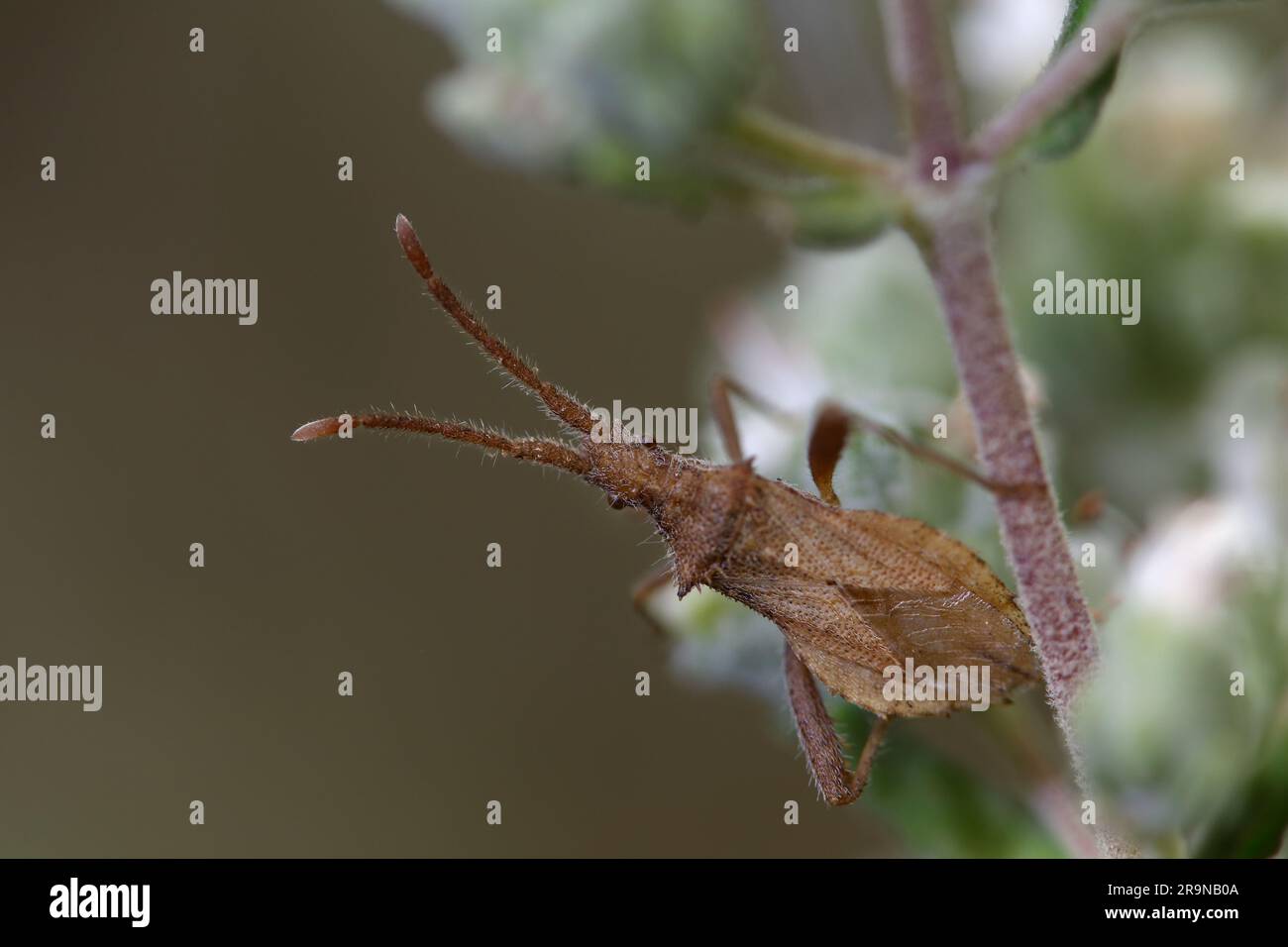 La cimice della zucca è una cimice della famiglia Coreidae, di soli 9 mm di lunghezza e di colore marrone poco appariscente. Foto Stock