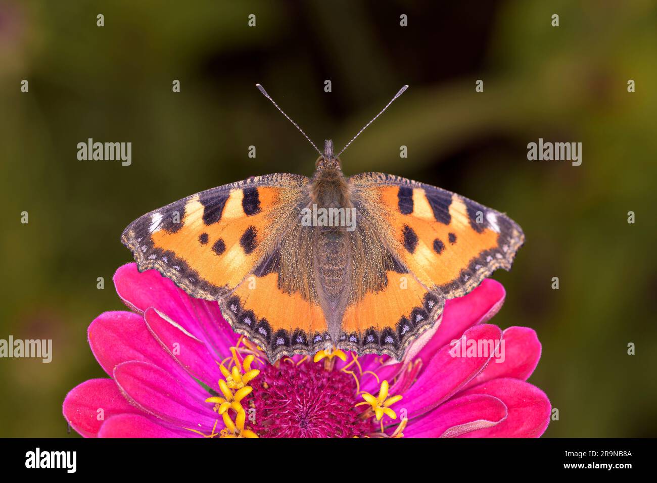 Il piccolo guscio di tartaruga - Aglais urticae che riposa una fioritura della zinnia comune o elegante zinnia - Zinnia elegans Foto Stock