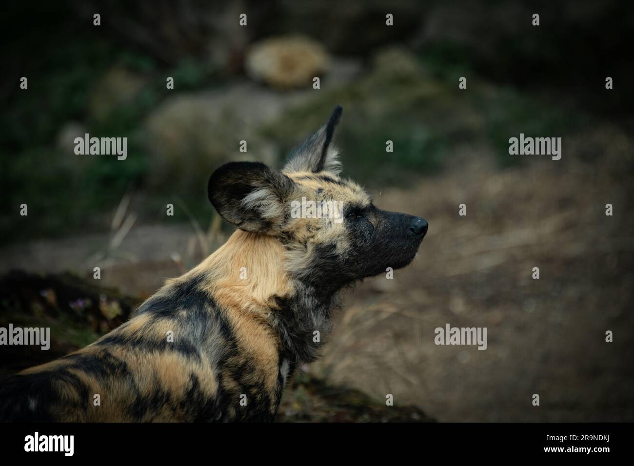 African cani selvatici Foto Stock