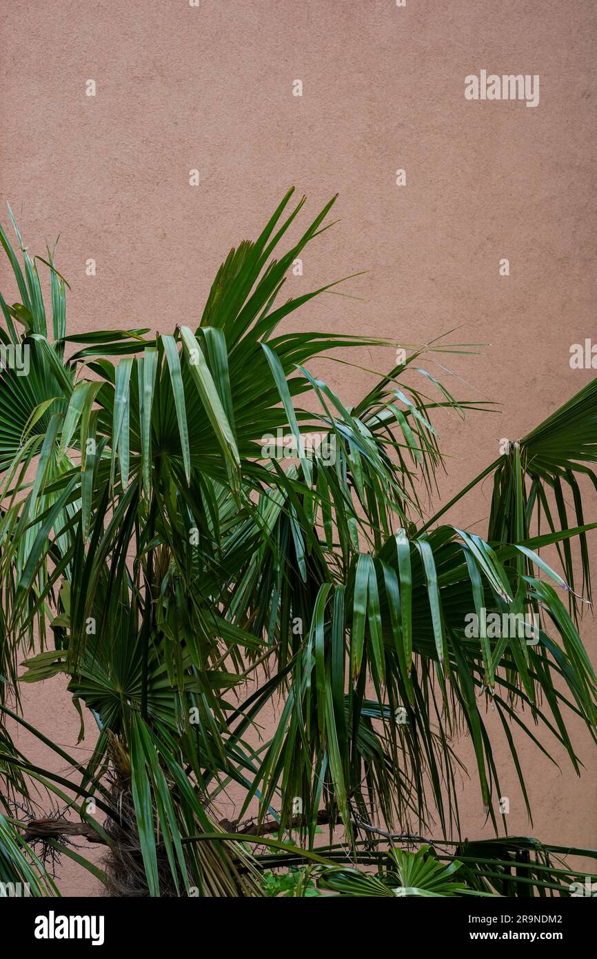 Palme di fronte al muro - colori pastello - splendide foglie di palma concetto estivo Foto Stock