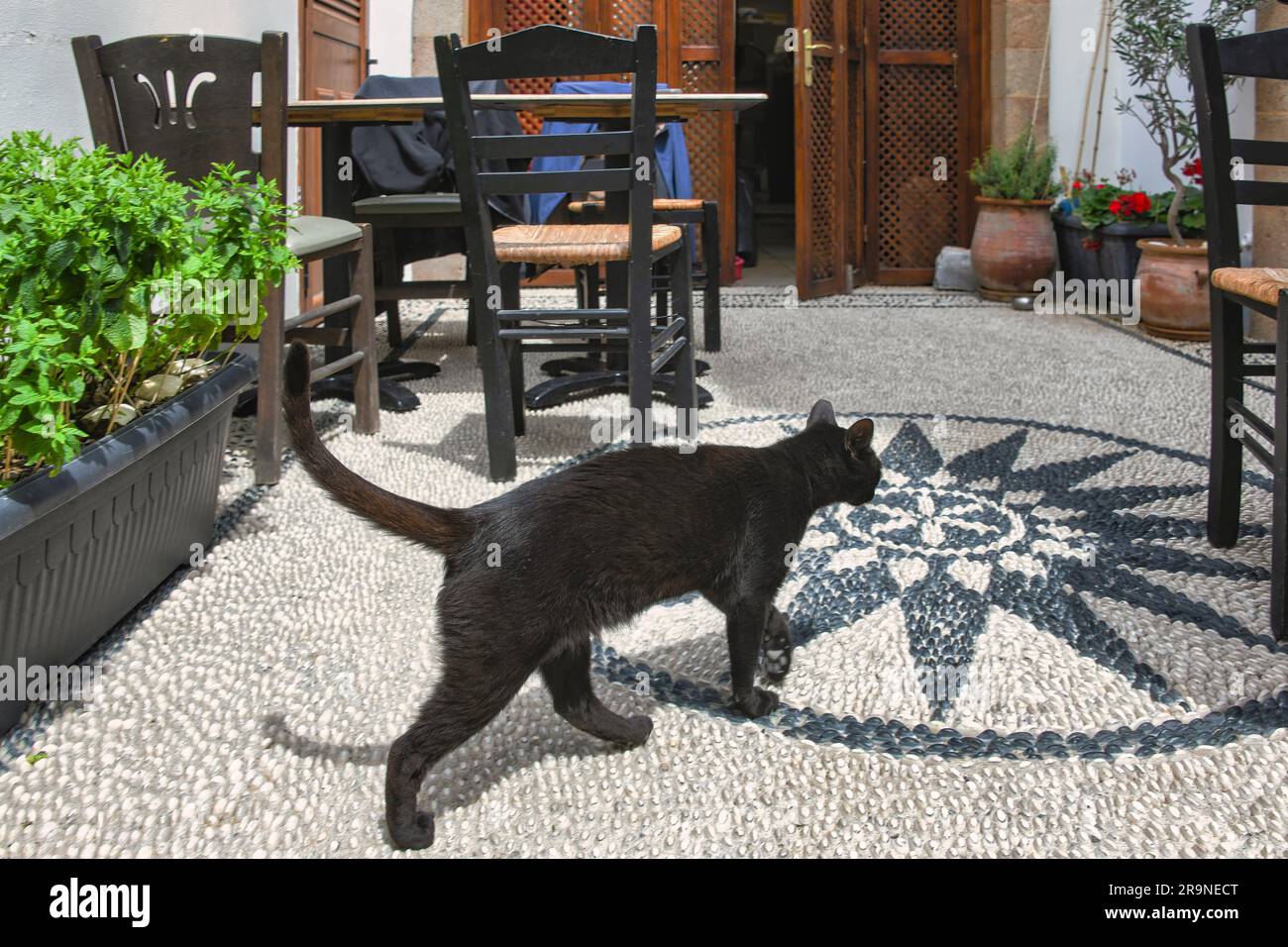 Schwarze Katze läuft auf Kiesel-Mosaik Foto Stock