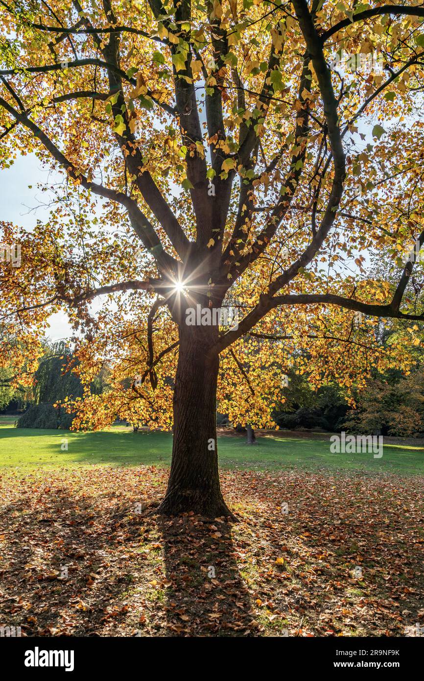 il sole splende attraverso un albero di acero nell'alsterpark di amburgo Foto Stock