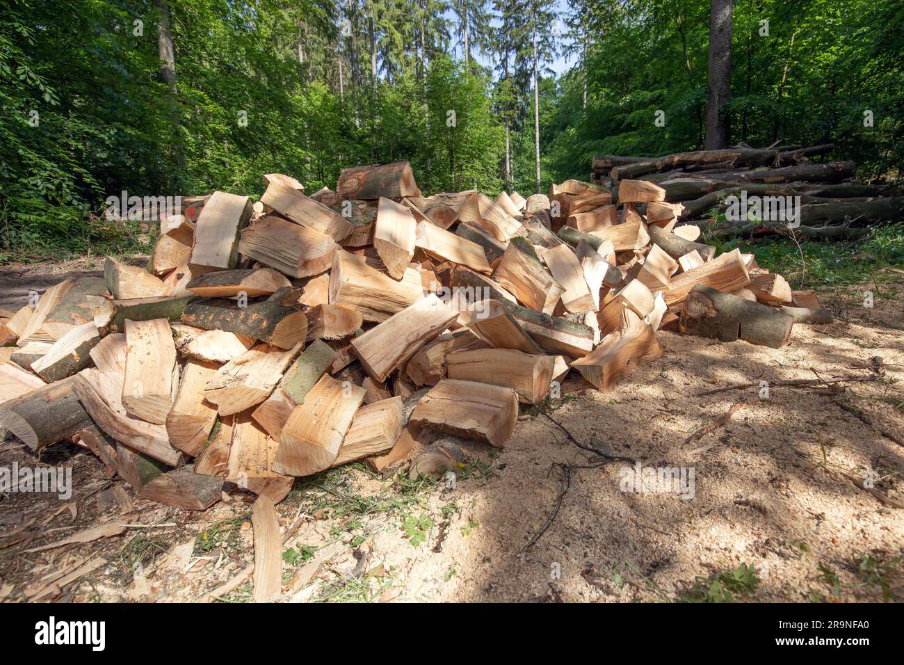 un mucchio di tronchi tagliati di fronte ad un mucchio di tronchi nella foresta Foto Stock
