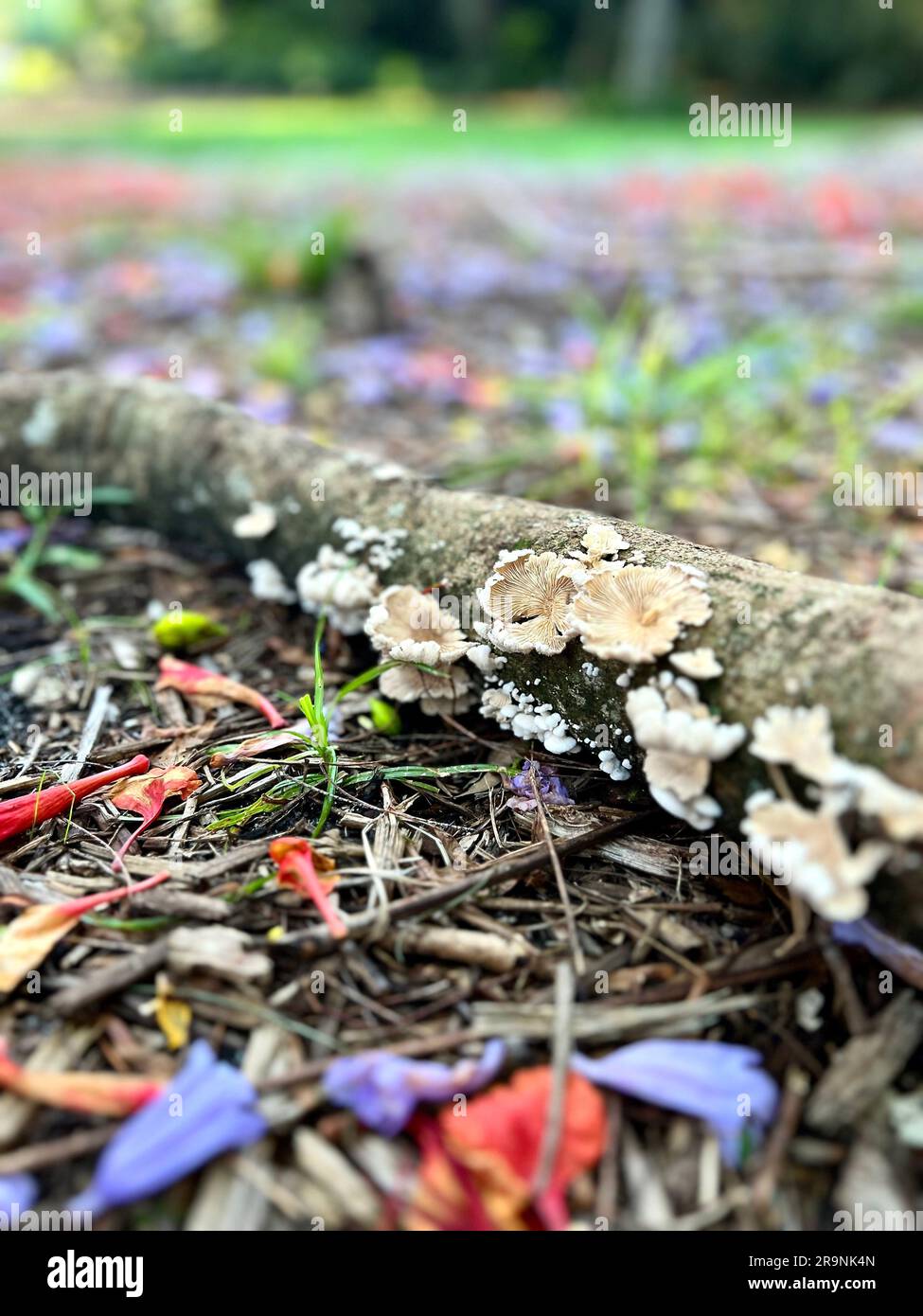 Primo piano di un tronco d'albero ricoperto di muschio verde lussureggiante e di numerosi piccoli funghi in un ambiente boschivo profondo Foto Stock