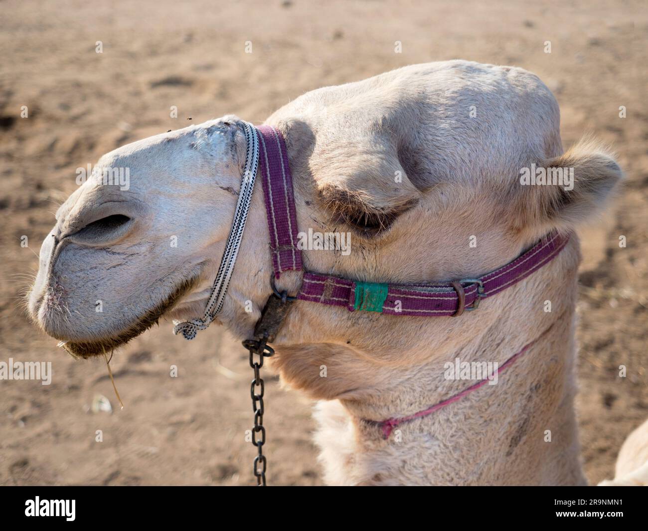 I deserti sono maestosi e belli.sono anche duri e spietati,. Questa dicotomia è al centro del fascino che ci sorreggono. Cammelli Foto Stock