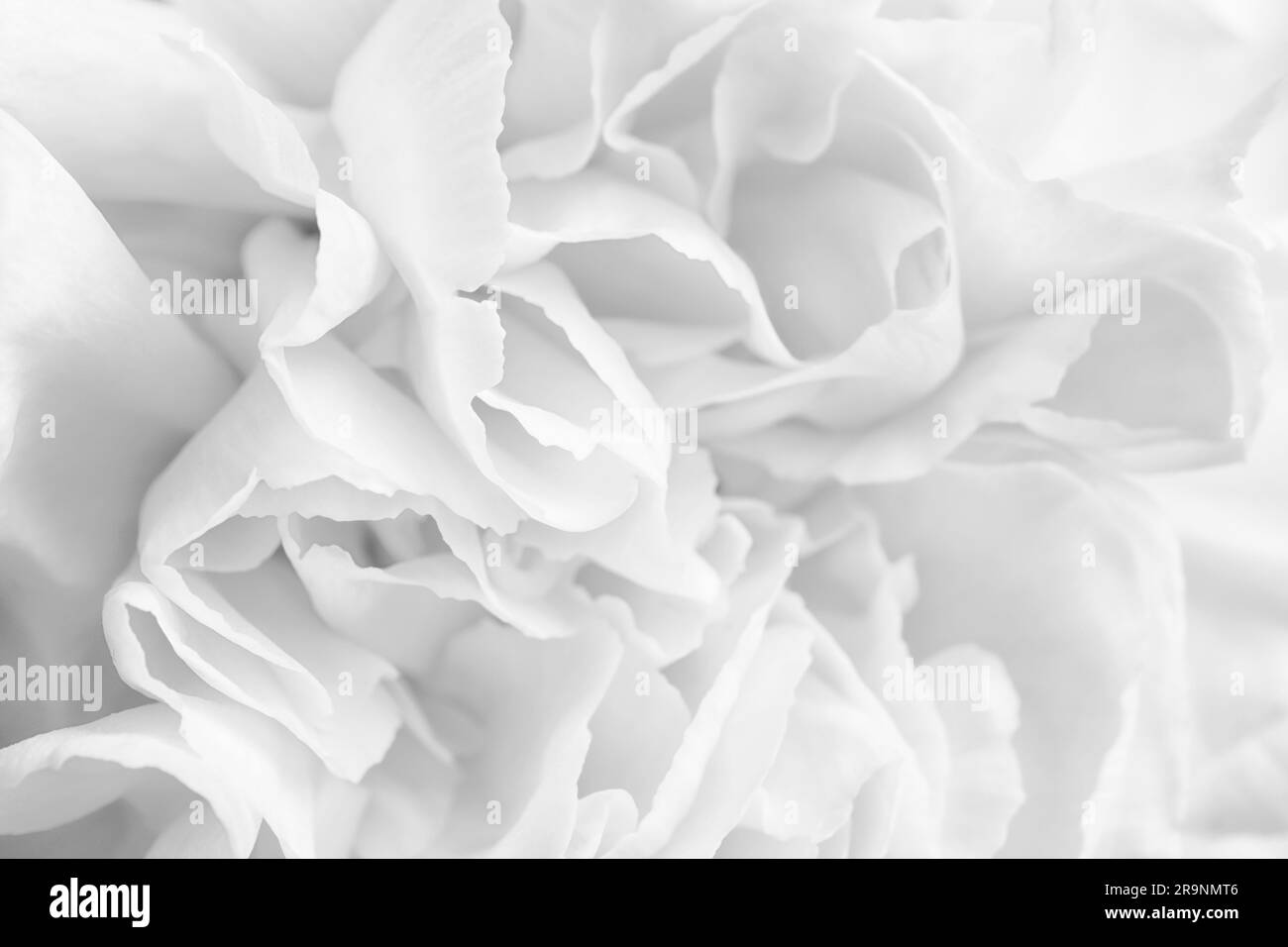 Bellissimo fiore bianco del garofano come sfondo, primo piano Foto Stock