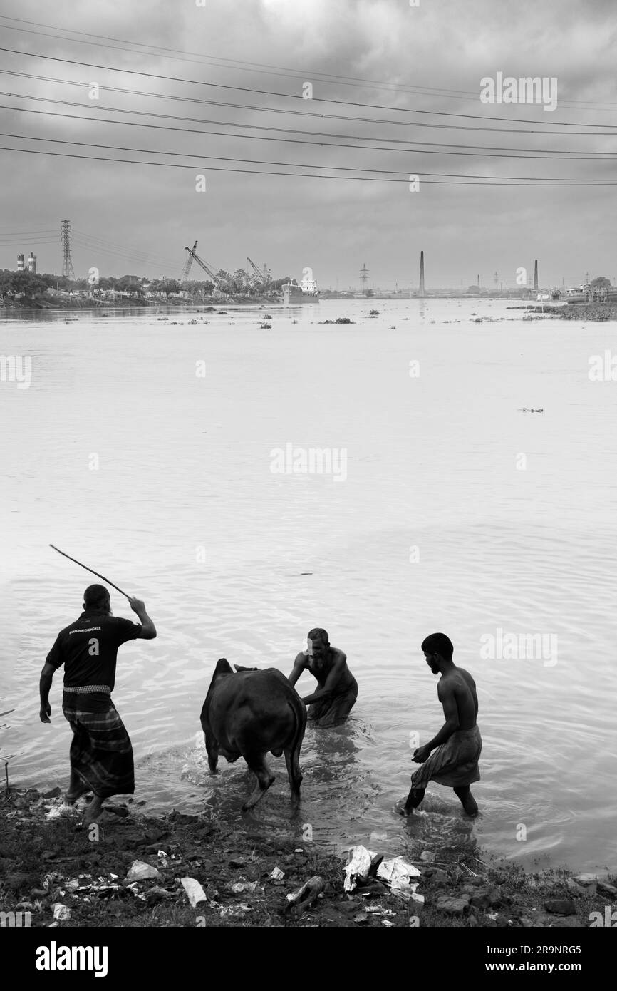 Attività EID ul adha. Gli agricoltori stanno facendo il bagno alla mucca nel fiume. Questa foto è stata scattata a Dacca, Bangladesh, il 25 luglio 2023 Foto Stock