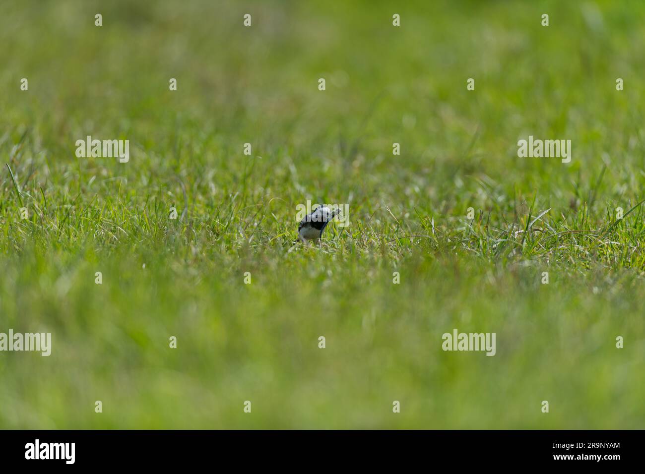 Pied Wagtail che mangia la mosca del drago da vicino con le ali Foto Stock