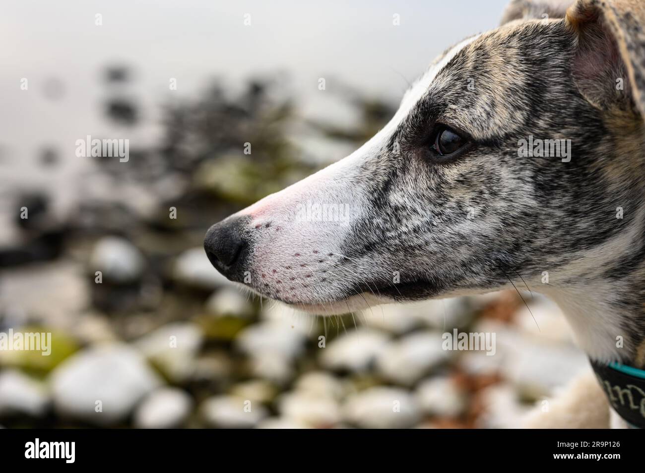 Primo piano di un giovane maschio brindled Whippet. Foto Stock