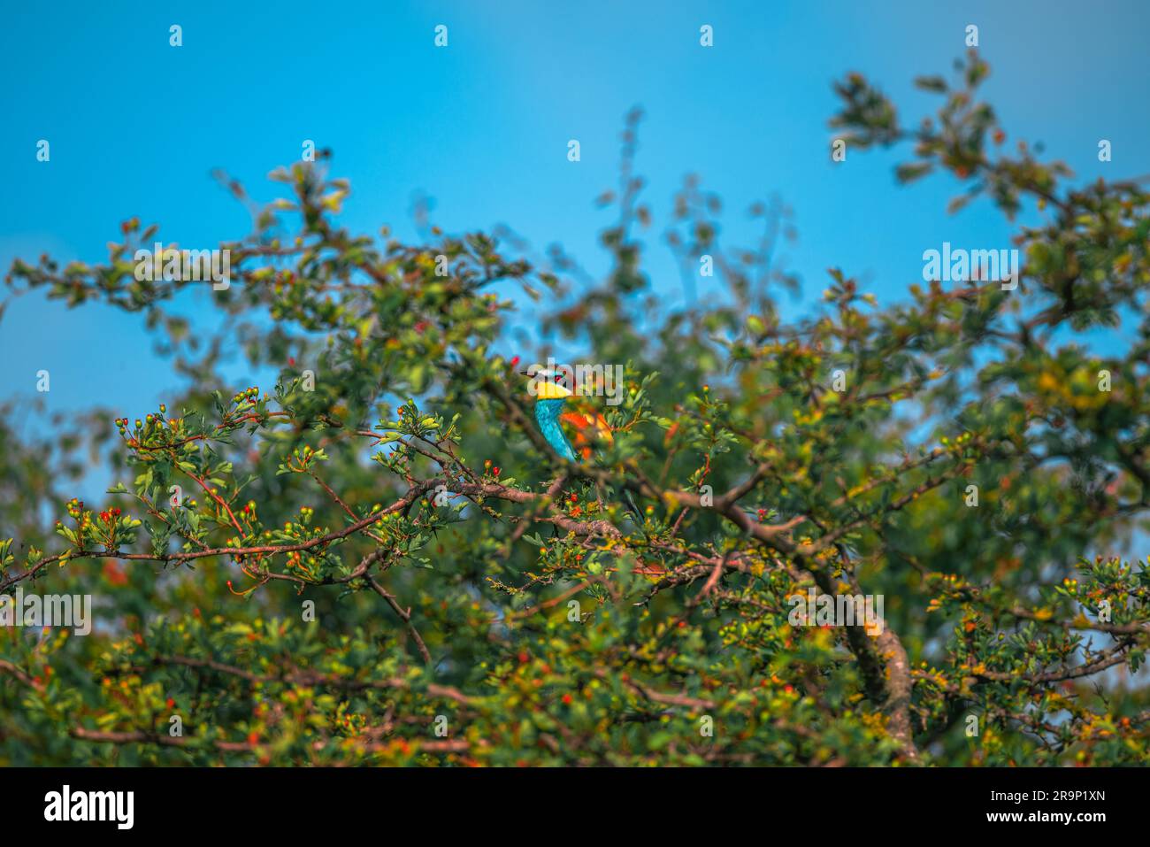 Un uccello di colore che mangia le api in piedi su un ramo di albero Foto Stock