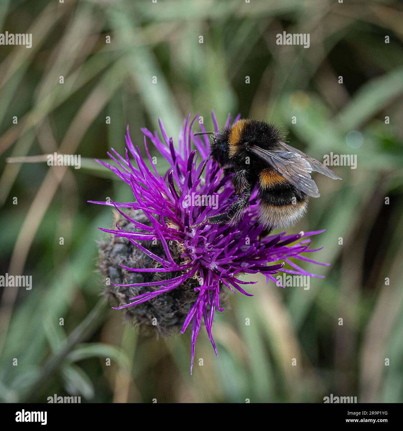 Ape che raccoglie polline su fiore viola. Foto Stock