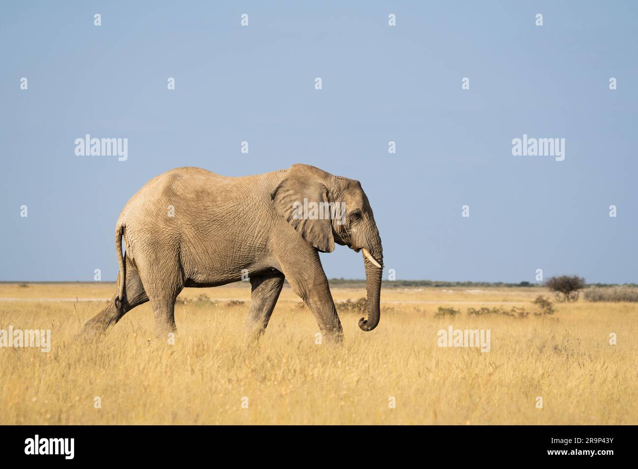 Elefanti (Loxodonta africana) che attraversano il deserto. Parco nazionale di Etosha, Namibia, Africa. Foto Stock