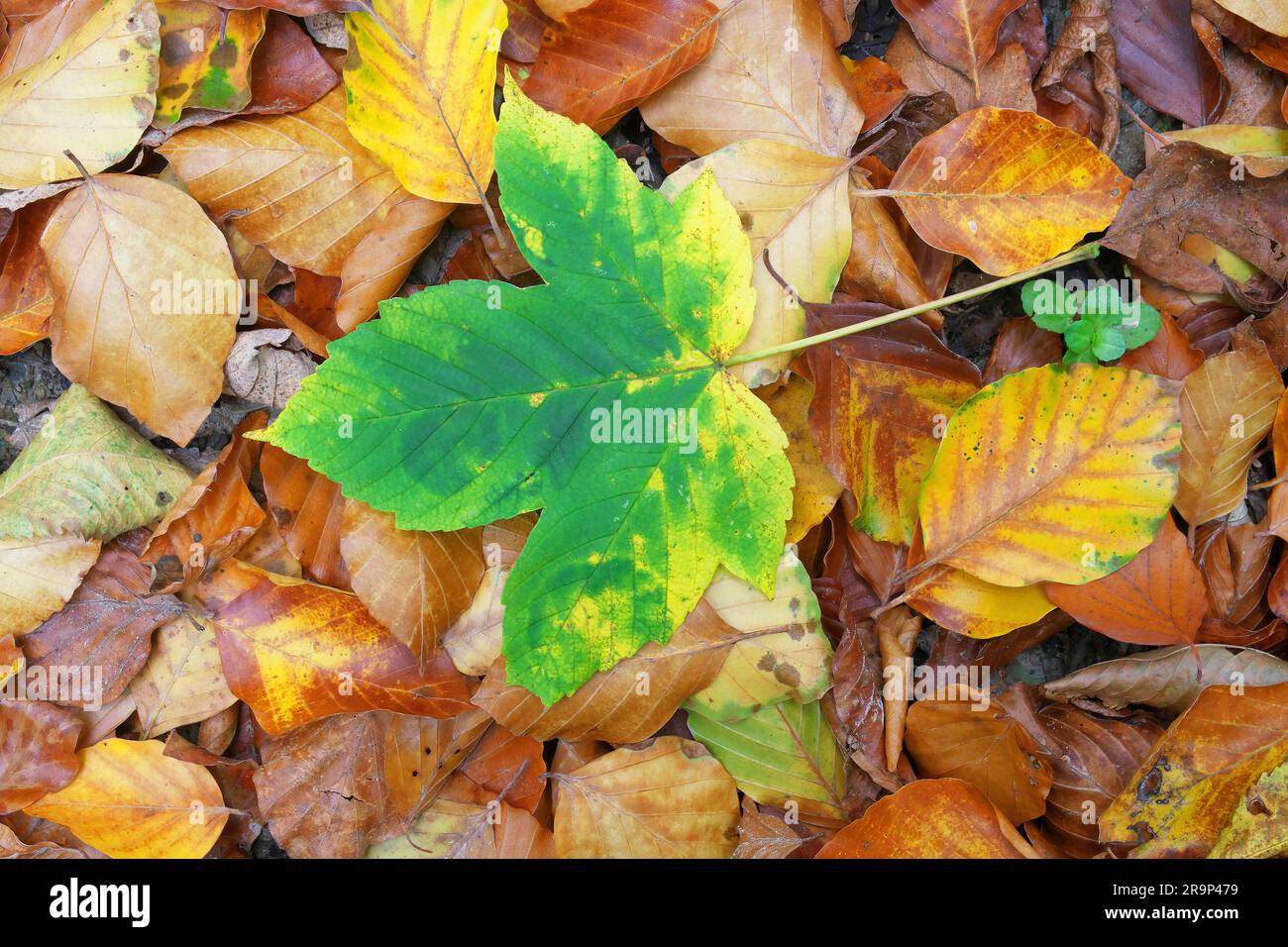 Acero di Sycamore (Acer pseudoplatanus). Foglia nei colori autunnali sulle perle di faggio. Germania Foto Stock