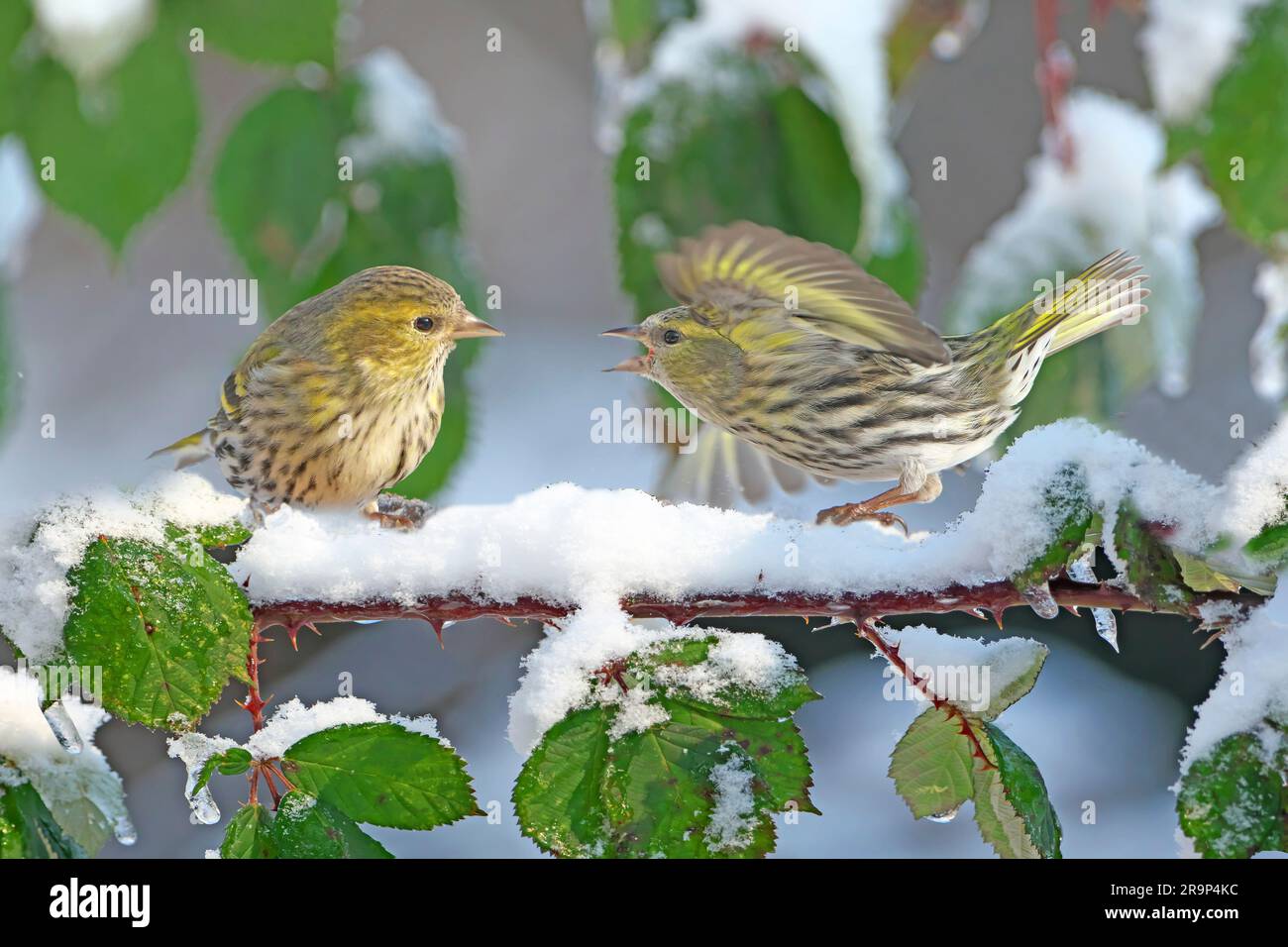 Siskin eurasiatico (Carduelis spinus). Donna adulta appollaiata su un ramoscello innevato di Bramble. Una minaccia l'altra, la Germania Foto Stock