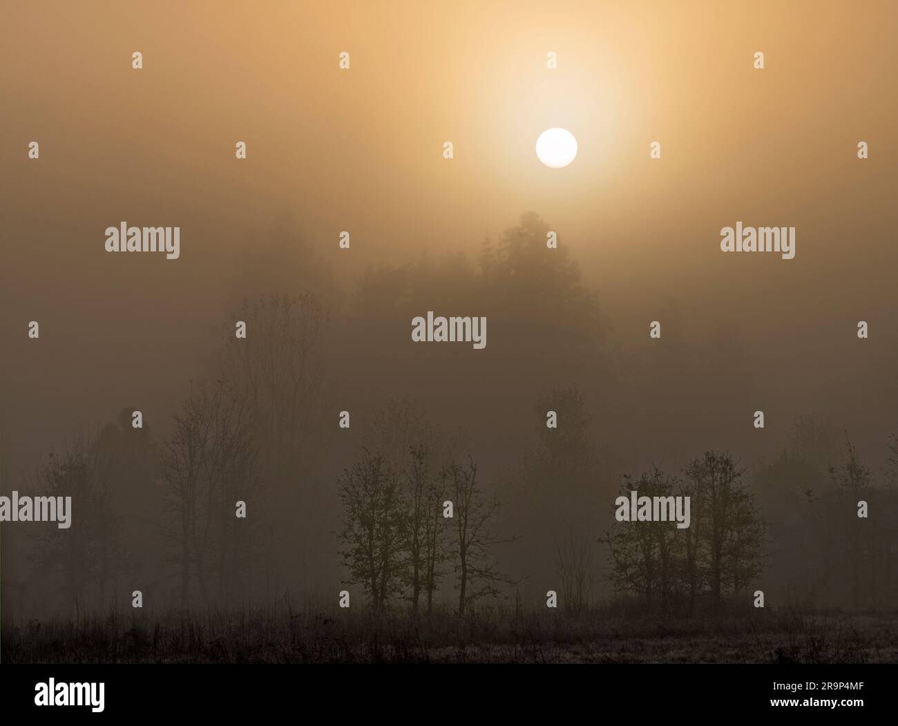 Foggy Sunrise con il sole. Graham Oaks Park, Oregon Foto Stock