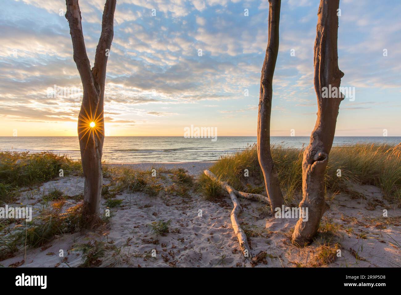 Faggio comune, Faggio europeo (Fagus sylvatica). Alberi al tramonto. Costa occidentale del Darss. Penisola di Fischland-Darss-Zingst, Parco Nazionale Area Laguna Pomerania Occidentale, Meclemburgo-Pomerania Occidentale, Germania Foto Stock