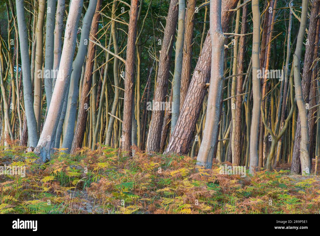 Faggio comune, faggio europeo (Fagus sylvatica). Albero sulla costa occidentale del Darss. Penisola di Fischland-Darss-Zingst, Parco nazionale dell'area della laguna della Pomerania occidentale, Meclemburgo-Pomerania occidentale, Germania Foto Stock
