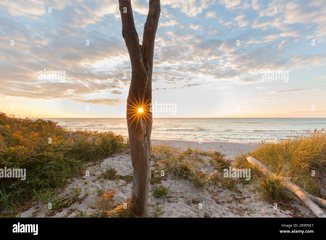 Faggio comune, faggio europeo (Fagus sylvatica). Albero al tramonto. Costa occidentale del Darss. Penisola di Fischland-Darss-Zingst, Parco nazionale dell'area della laguna della Pomerania occidentale, Meclemburgo-Pomerania occidentale, Germania Foto Stock
